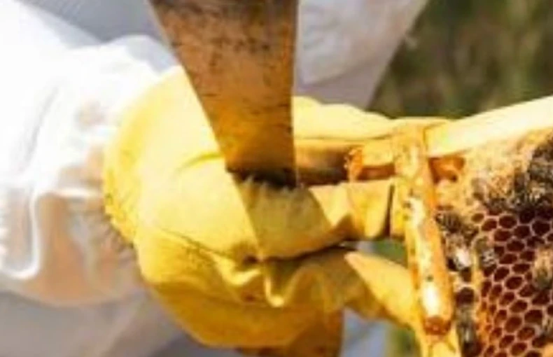 Not All Honey Is Pure: How OrganicFreshIndia Ensures 100% Raw, Chemical-Free Honey